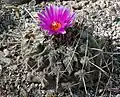 Thelocactus rinconensis subsp. freunderbergii