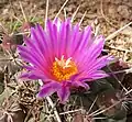 Thelocactus rinconensis subsp. freunderbergii