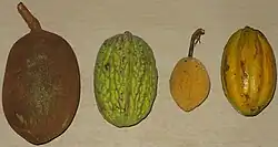 Plody různých druhů kakaovníků