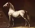 Cheval arabe gris-blanc