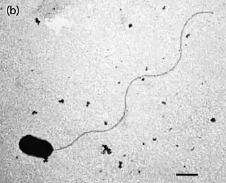 Thermodesulfobacterium hydrogeniphilum
