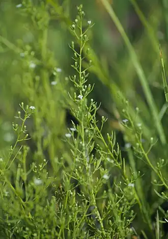 alternativní popis obrázku chybí