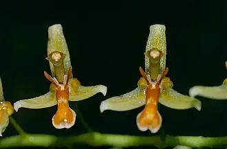 Nabaluia angustifolia