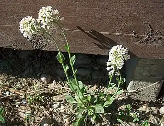 alternativní popis obrázku chybí