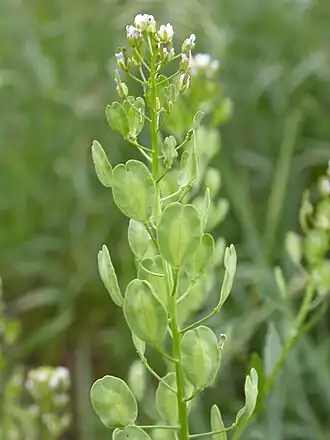 alternativní popis obrázku chybí