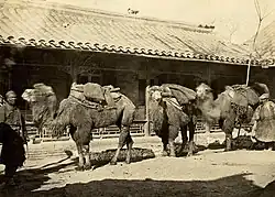 Přehlídka velbloudů