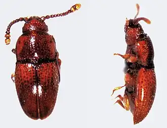 alternativní popis obrázku chybí