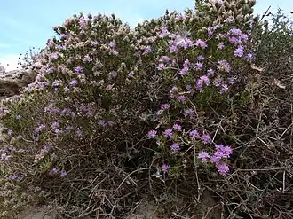 alternativní popis obrázku chybí