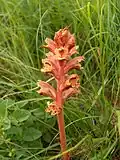 Záraza bílá (Orobanche alba)