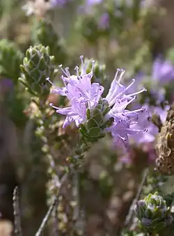 Thymus capitatus