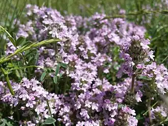 alternativní popis obrázku chybí