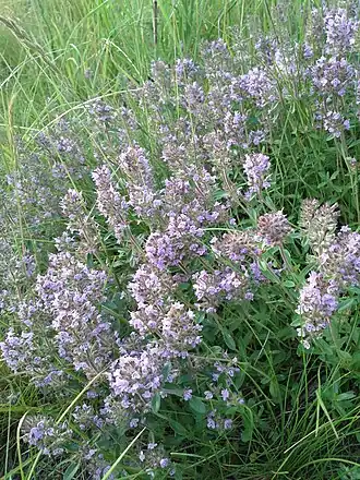 alternativní popis obrázku chybí