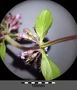 Zvětšený pohled na uzel stonku s listy