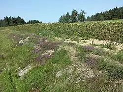 Polní mez s řídkým porostem a polštáři mateřídoušky