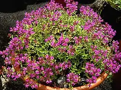 Zahradních nádoba s rozkvetlou mateřídouškou