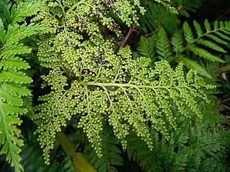 alternativní popis obrázku chybí