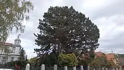 Borovice u vily Franke