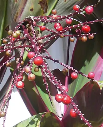 alternativní popis obrázku chybí