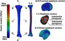 Computed tomography, Tibia, Modulus of Elasticity, anatomy