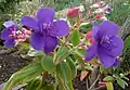 Tibouchina urvilleana