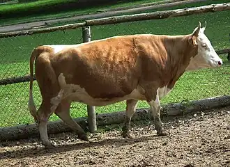 kráva plemene hinterwälder