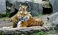 Tygr ussurijský v berlínské zoo