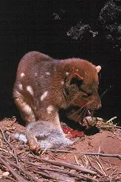 Kunovec velký hoduje na mrtvém králíkovi