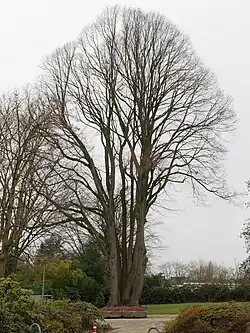 Monochaziálně větvená lípa