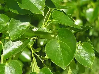 alternativní popis obrázku chybí