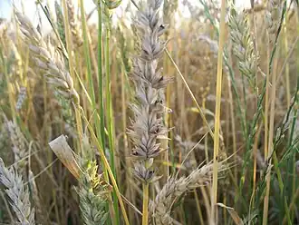 alternativní popis obrázku chybí