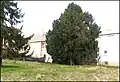 Památný tis v obci Ročov.