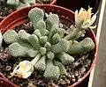 Titanopsis primosii