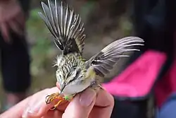 Fotografie lidské ruky svírající jedince s roztáhnutými křídly