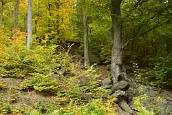 Pod Trempskými skalami