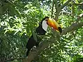 Tukan v parku Iguacu
