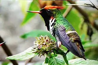 alternativní popis obrázku chybí