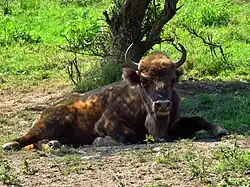 Zubr evropský (Bison bonasus) v oboře