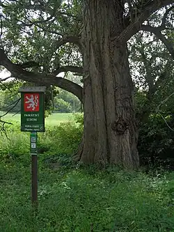 Polodetail a označení památného stromu