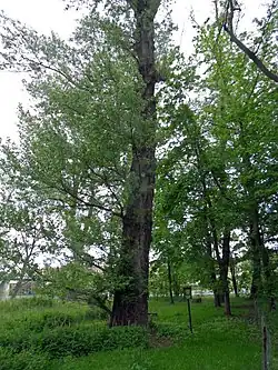 Topol černý 2, polocelek