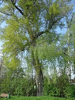 Topol u Skupice, stav v roce 2017