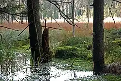 Rašeliniště v Bystřických horách poblíž česko-polské hranice