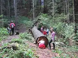 torzo v září 2005