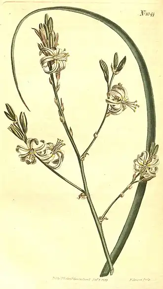 Trachyandra revoluta