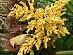 Samčí květenství T. fortunei