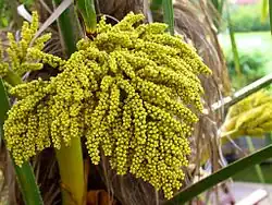 Samičí květenství T. fortunei