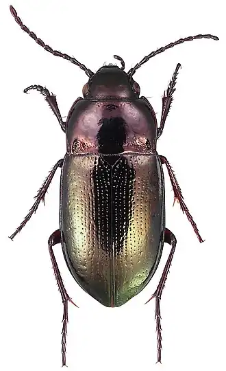 alternativní popis obrázku chybí