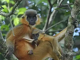 alternativní popis obrázku chybí