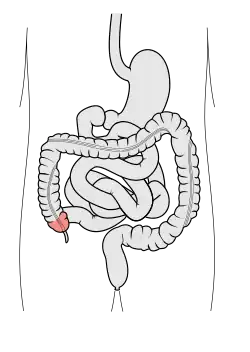 Schematický diagram gastrointektinálního traktu; slepé střevo znázorněno růžově
