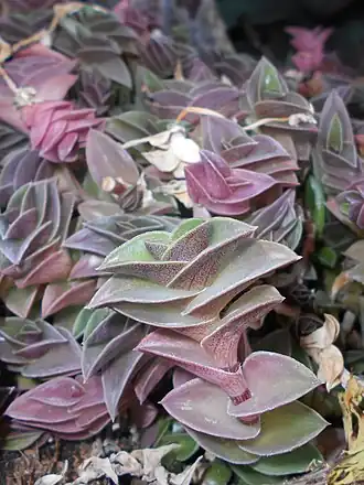 alternativní popis obrázku chybí