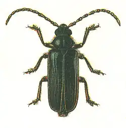 trnoštítec horský